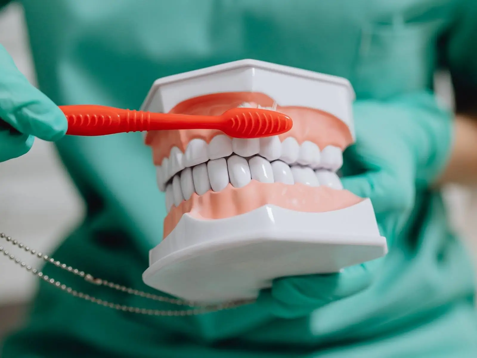 brushing fake teeth display